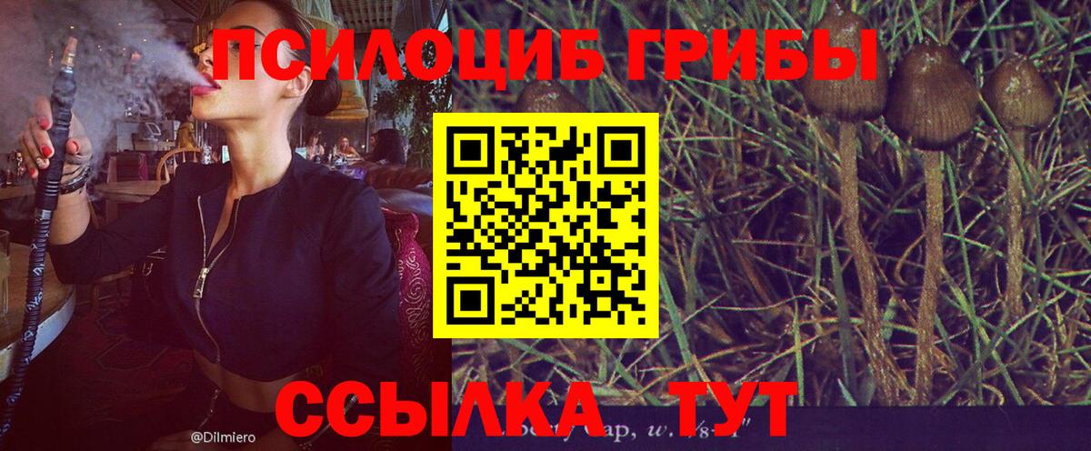 Псилоцибиновые грибы Magic Shrooms  Вход с VPN  Новоуральск  купить  цена  Псилоцибиновые грибы Psilocybe 